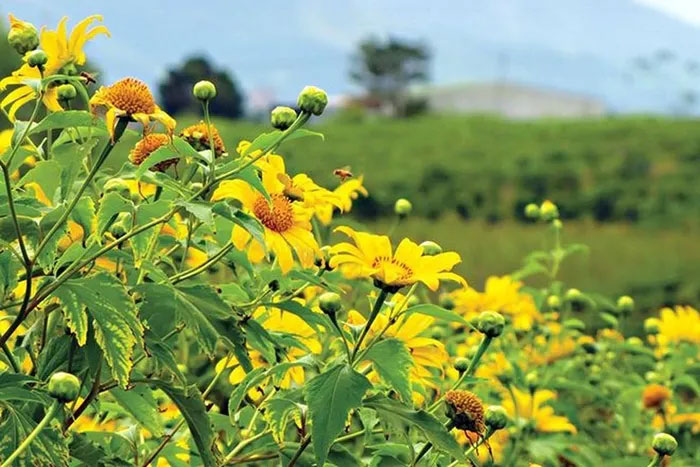 Picture 7 of Interesting facts about the flower that is blooming bright yellow all over Vietnam