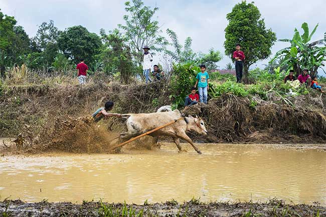 Interesting facts at the Indonesian bull racing festival Picture 8