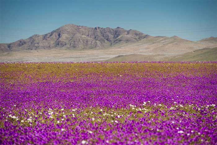 Picture 4 of Interesting information about Chile that will surprise you
