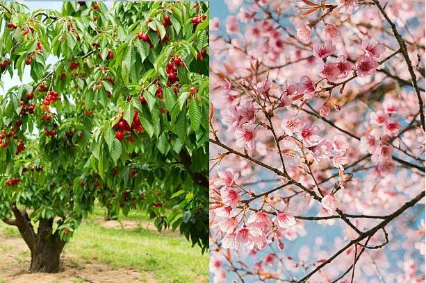 Picture 1 of Interesting question: 'Do cherry blossom trees bear fruit?'