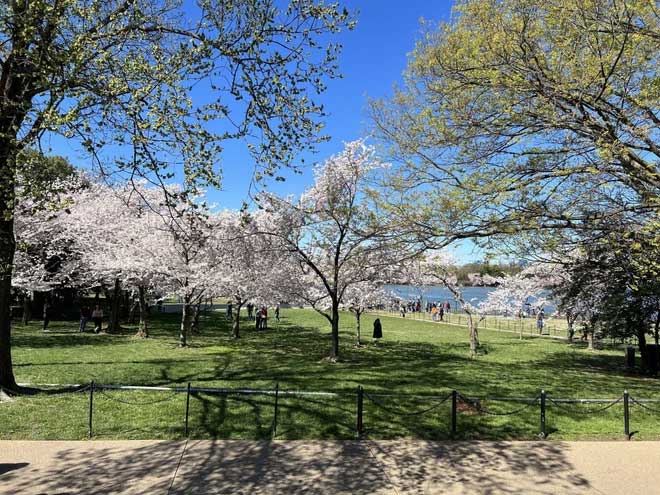 Picture 2 of Interesting question: 'Do cherry blossom trees bear fruit?'