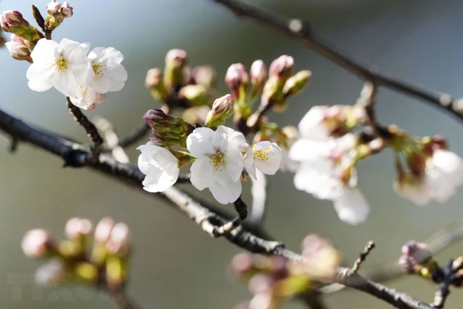 Picture 3 of Interesting question: 'Do cherry blossom trees bear fruit?'
