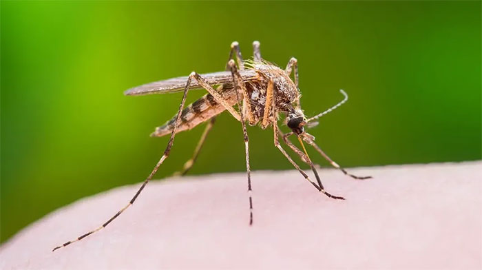 Picture 1 of Interesting study: Sleep-deprived mosquitoes are also 'lazy' to suck the blood of humans and animals