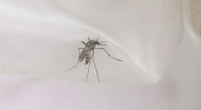 Picture 2 of Interesting study: Sleep-deprived mosquitoes are also 'lazy' to suck the blood of humans and animals