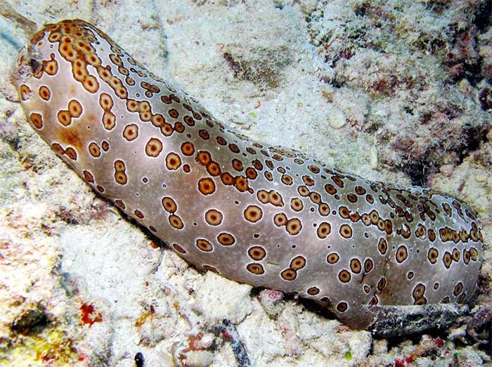 Picture 2 of Interesting things about sea cucumbers that not everyone knows