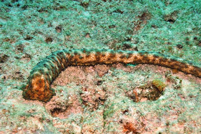 Picture 3 of Interesting things about sea cucumbers that not everyone knows