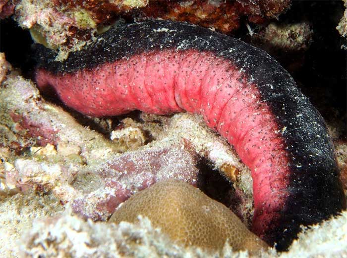 Picture 4 of Interesting things about sea cucumbers that not everyone knows