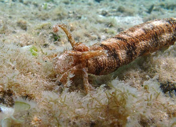 Picture 5 of Interesting things about sea cucumbers that not everyone knows