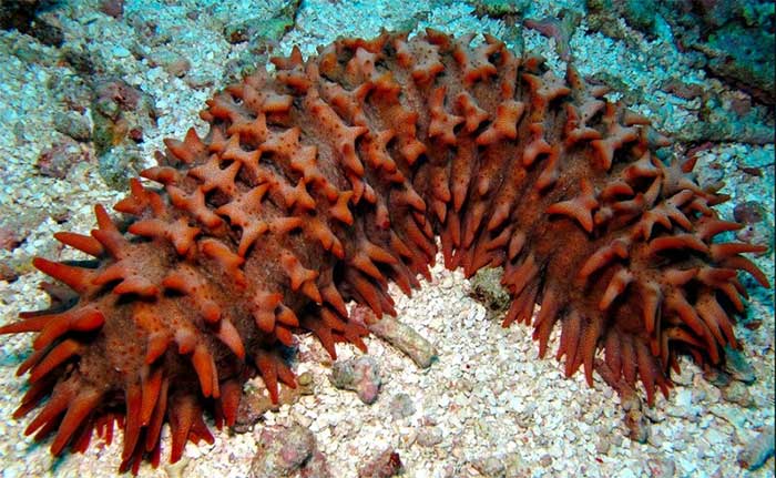 Picture 8 of Interesting things about sea cucumbers that not everyone knows