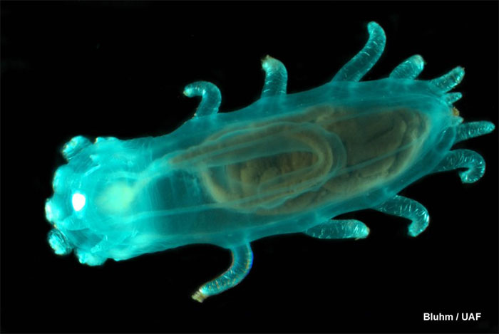 Picture 9 of Interesting things about sea cucumbers that not everyone knows