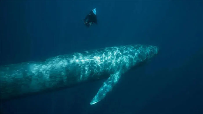 Picture 1 of Interspecies mating causes blue whales to have 'ghost' DNA