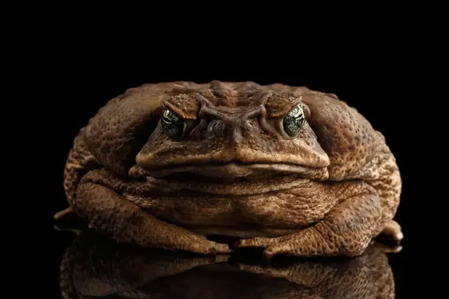 Introduced to Australia, the cane toad evolved to eat its own kind Picture 1