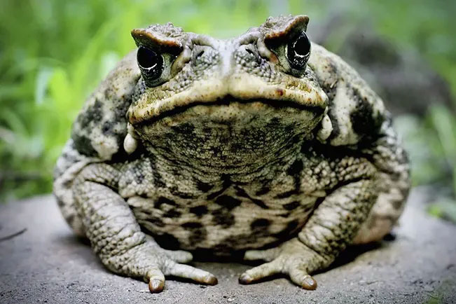 Introduced to Australia, the cane toad evolved to eat its own kind Picture 3