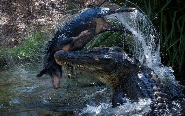 Picture 1 of Invasive animals: The unexpected savior of the Australian crocodile