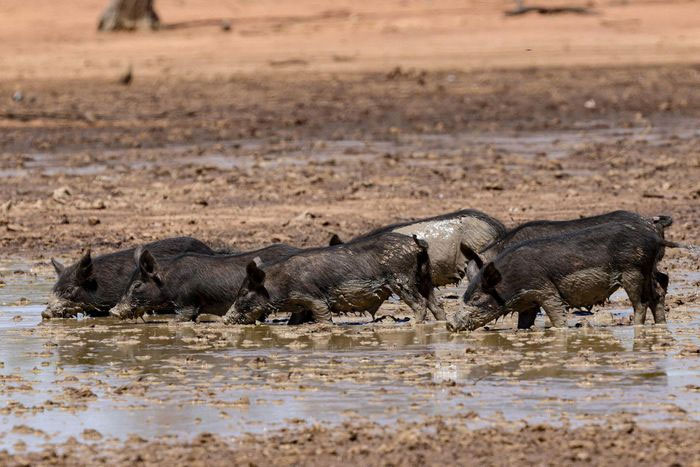Picture 2 of Invasive animals: The unexpected savior of the Australian crocodile