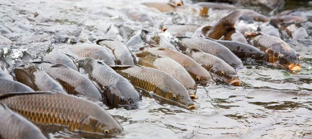 Picture 3 of Invasive Asian fish that can jump up to 3m is causing US to demand to block its migration route