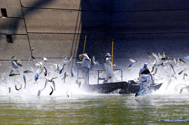 Picture 4 of Invasive Asian fish that can jump up to 3m is causing US to demand to block its migration route