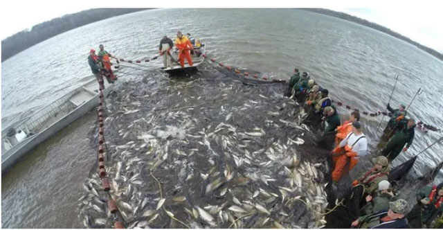 Picture 5 of Invasive Asian fish that can jump up to 3m is causing US to demand to block its migration route