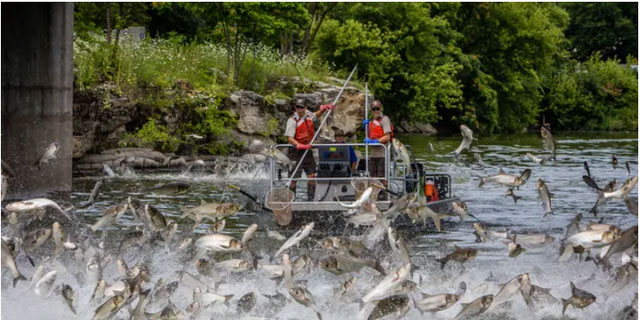 Picture 6 of Invasive Asian fish that can jump up to 3m is causing US to demand to block its migration route
