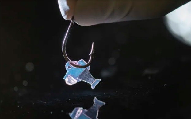 Picture 2 of Invention of a bio-hybrid fish with human heart cells, wagging its tail to the beat