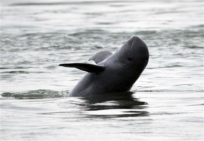 Picture 1 of Irrawaddy freshwater dolphin officially extinct in Laos