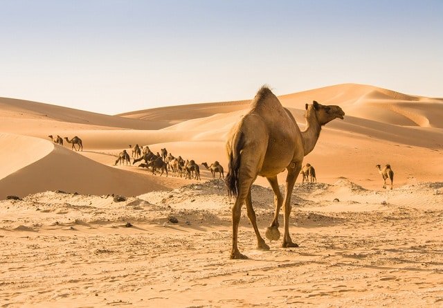 Picture 2 of Is a camel's hump used to store water?