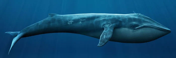 Picture 4 of Is the blue whale's heart really the size of a car?