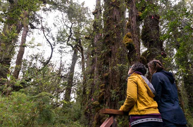 Is there any tree in the world that lives over 5,000 years? Picture 3