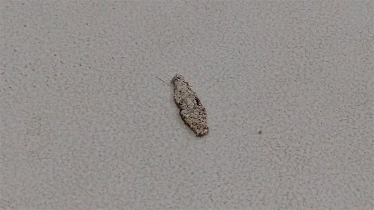 It turns out this is the identity of the culprit that creates the strange little wrappings on our walls Picture 1