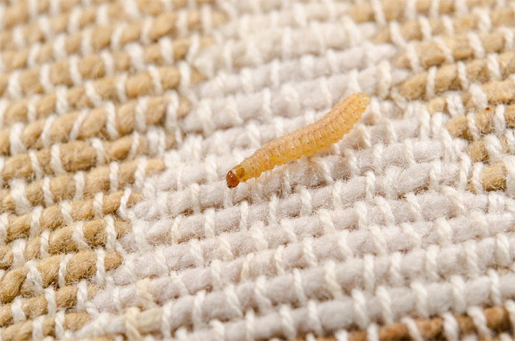 It turns out this is the identity of the culprit that creates the strange little wrappings on our walls Picture 3