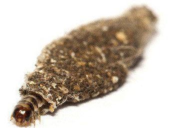 It turns out this is the identity of the culprit that creates the strange little wrappings on our walls Picture 4