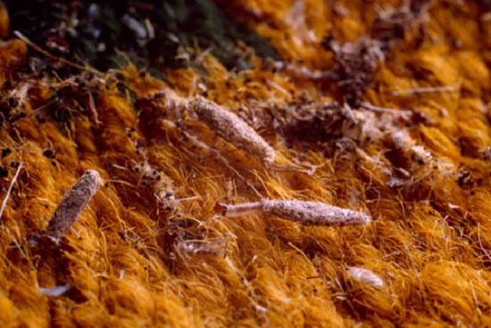 It turns out this is the identity of the culprit that creates the strange little wrappings on our walls Picture 5