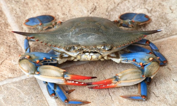Picture 1 of Italy declares war on invasive green crabs by eating them