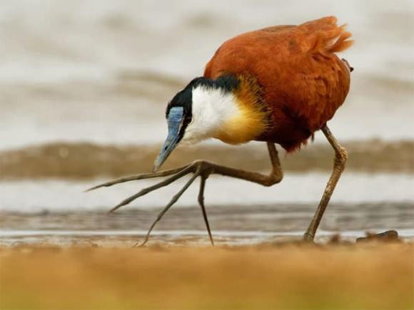 Picture 4 of Jacana - a strange bird with 'many legs'