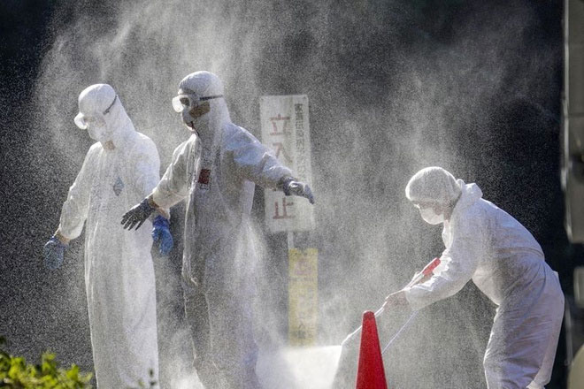 Picture 1 of Japan discovered dangerous strain of bird flu
