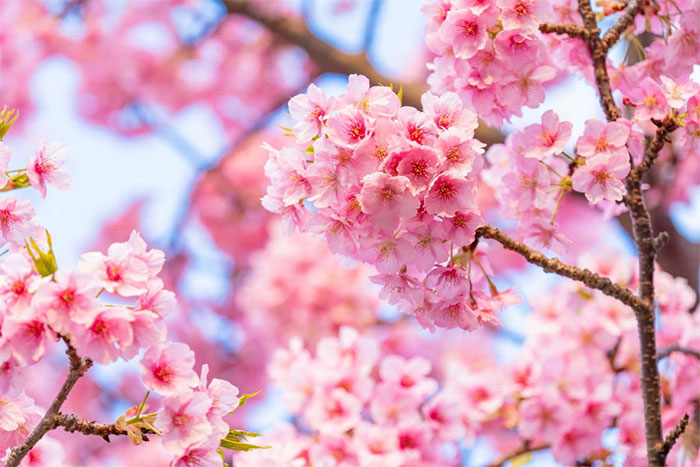 Picture 1 of Japanese cherry blossoms may disappear