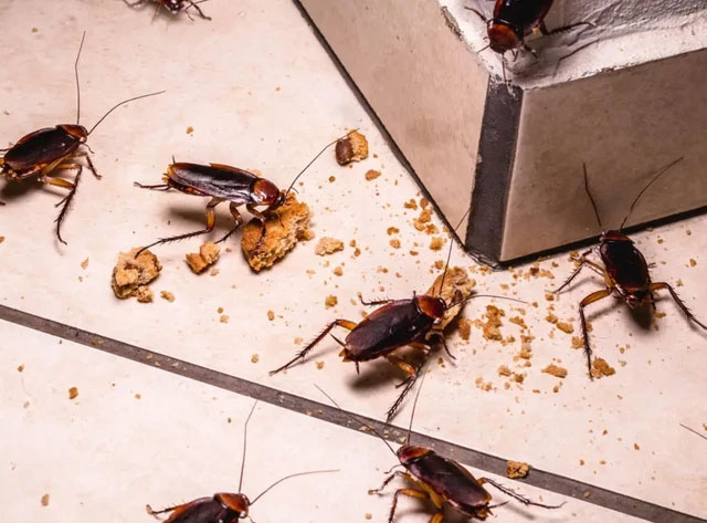 Picture 2 of Japanese experts share how to kill cockroaches and avoid this nasty animal