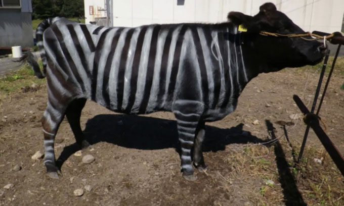Picture 1 of Japanese farmers paint cows to look like zebras to repel blood-sucking flies