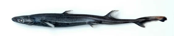Picture 2 of Japan's artificial womb technology has raised shark embryos until birth