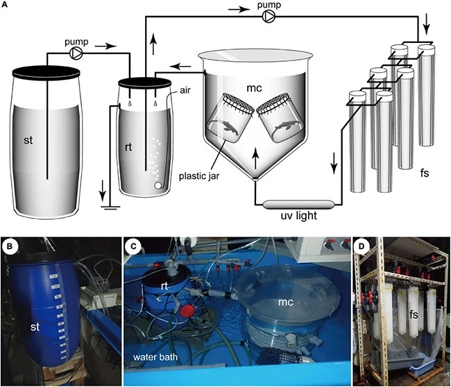 Picture 3 of Japan's artificial womb technology has raised shark embryos until birth