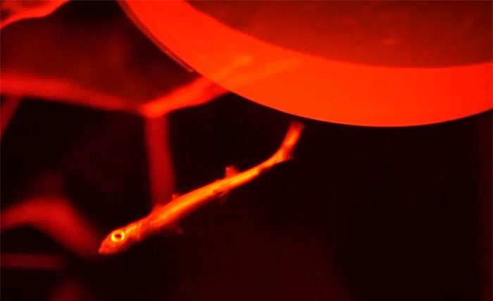 Picture 5 of Japan's artificial womb technology has raised shark embryos until birth