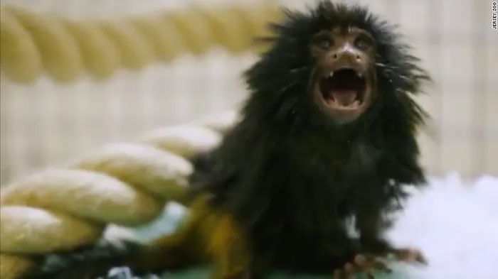 Jersey Zoo welcomes endangered black-faced tamarins Picture 1