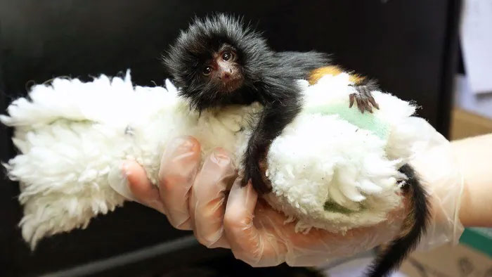Jersey Zoo welcomes endangered black-faced tamarins Picture 2