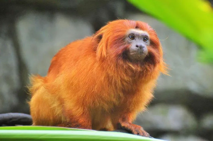Jersey Zoo welcomes endangered black-faced tamarins Picture 3