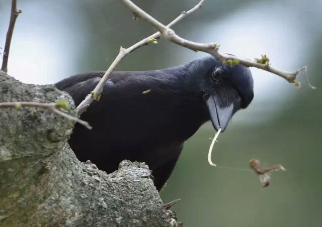 Picture 1 of Just like humans know how to keep good things, crows also understand the value of tools
