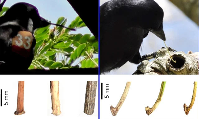 Picture 2 of Just like humans know how to keep good things, crows also understand the value of tools