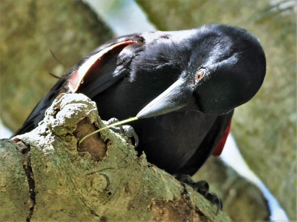 Picture 4 of Just like humans know how to keep good things, crows also understand the value of tools