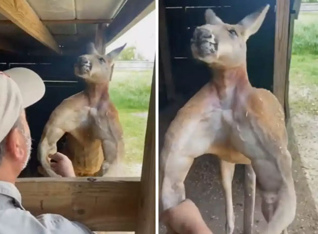 Kangaroos have muscular bodies, muscles like athletes causing fever Picture 1