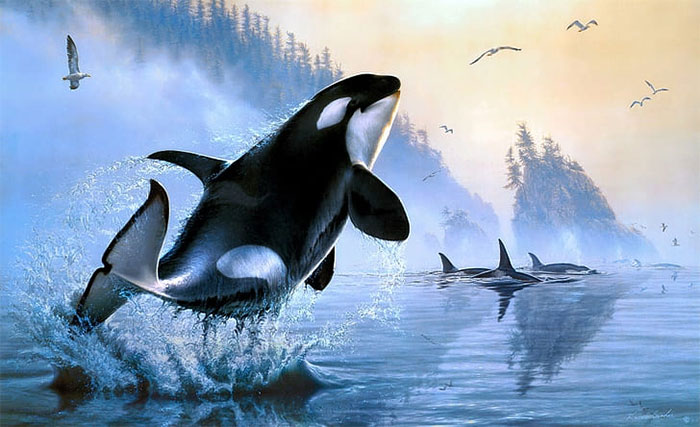 Picture 2 of Killer whales: Revealing the close swarm relationship, the unexpected role of the female with the young