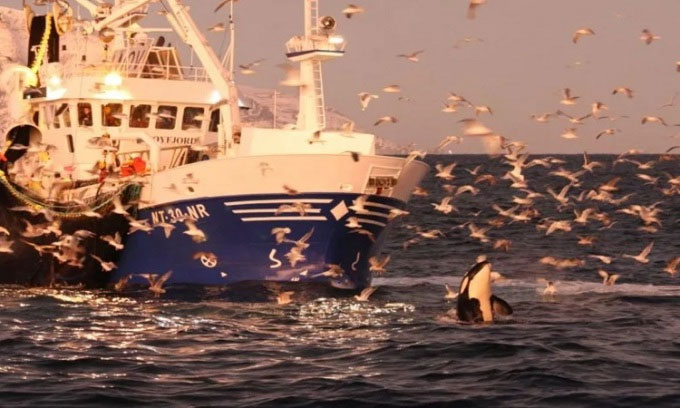 Killer whales teach fellows to steal fish from fishermen Picture 1